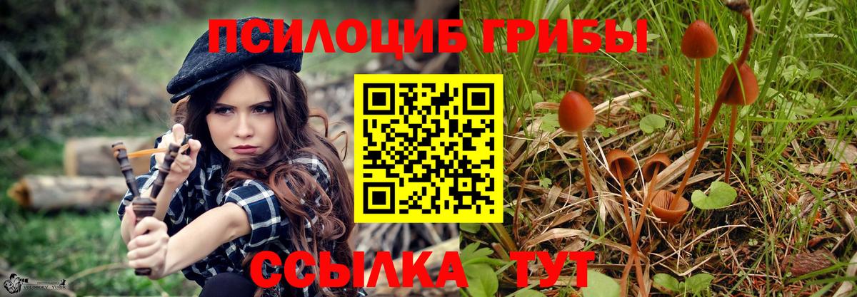Галлюциногенные грибы Psilocybe Балашов