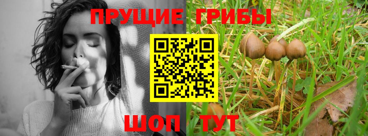 купить   Галлюциногенные грибы Magic Shrooms  Вход с VPN  Балашов 